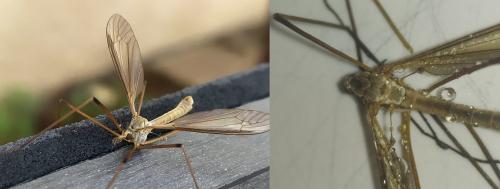 Réf. 268 079 : Tipula sp.